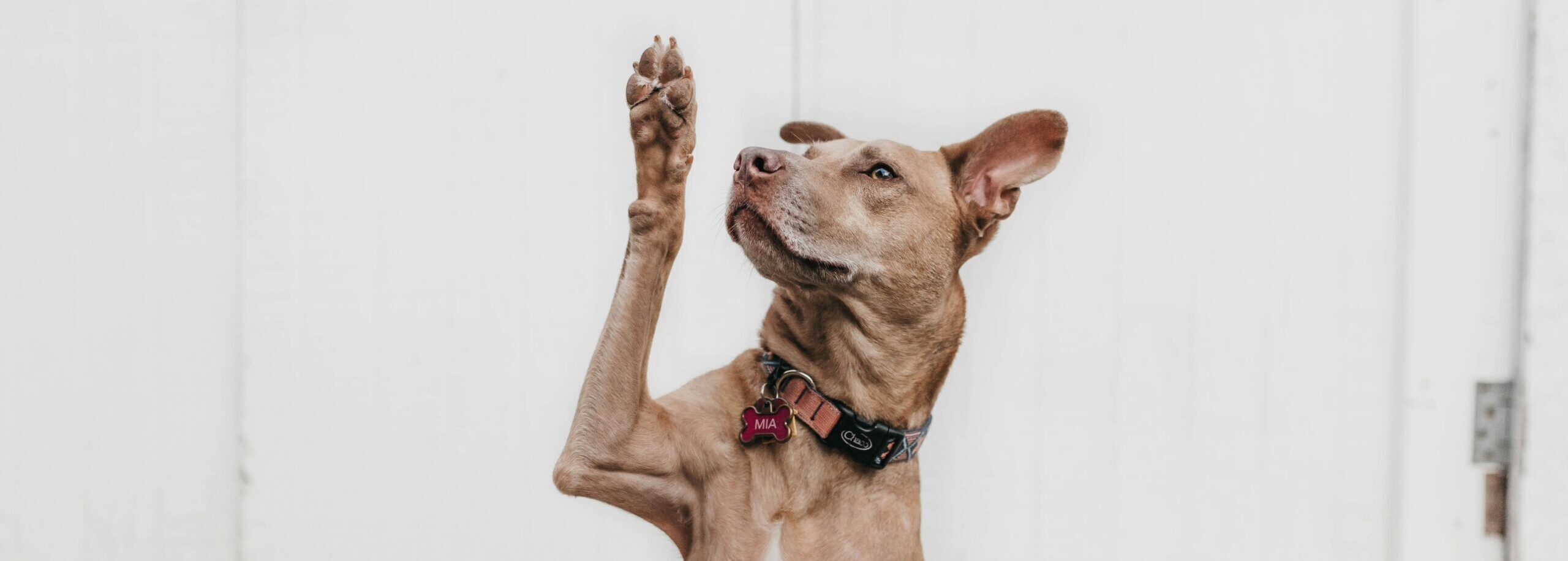 Camylla Battani Aoqggaqrlpu Unsplash