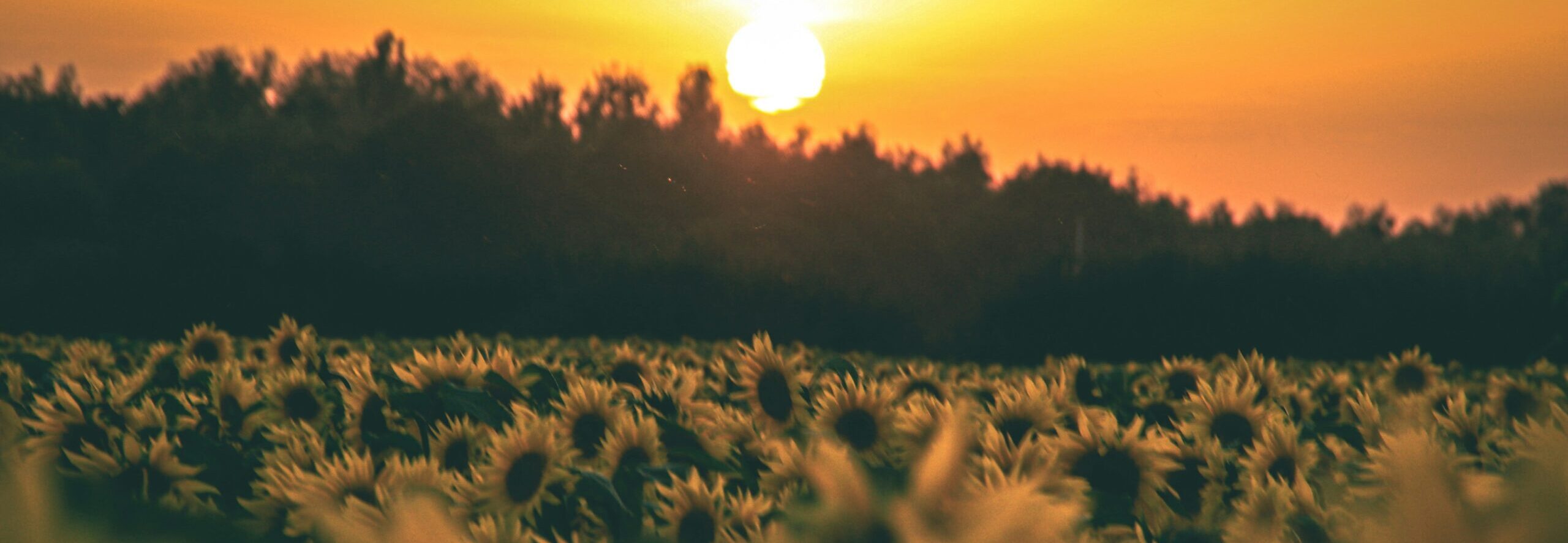 Sunflower field during sunset. Sunflower field during sunset.